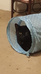 Show me your kitties