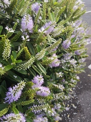 Hedge ID