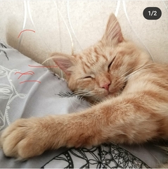 Show me your kitties