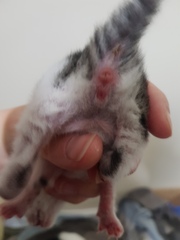 Can anyone help me sex these kittens?