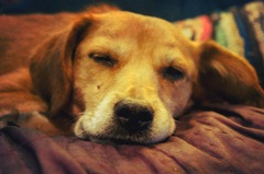 Romanian dog rescues