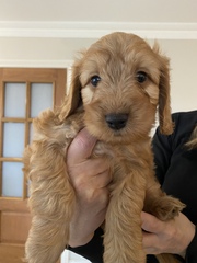 I want a puppy...spam me with pics instead please