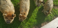 Piglet in Bed
