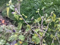 Purple budded shrub/tree id