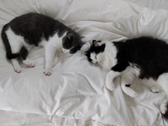 What's your DCat up to today? (Thread 8)