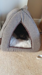Has anybody bought a felt cat cave? Any tips?