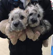 I want a puppy...spam me with pics instead please
