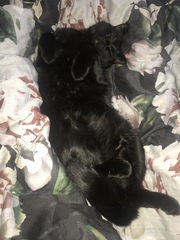 It's national black cat day today