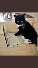 Could you please show me a really funny picture of your cat?