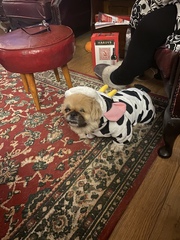 Pets at Halloween