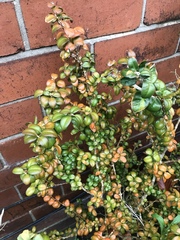 Anyone know what this plant is?