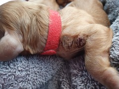 Any vets or breeders around, please?!