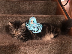 Captain V, Paws, catnip or dreamies?
