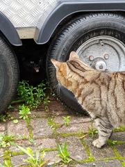 Thug cat part 3.  Unbidden guests are often welcomest when they are gone.