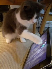 Show me your kitties