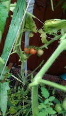 Tomatoes - what are my chances?