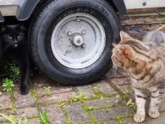 Thug cat part 3.  Unbidden guests are often welcomest when they are gone.
