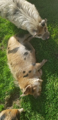 Piglet in Bed