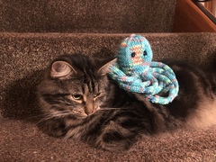 Captain V, Paws, catnip or dreamies?