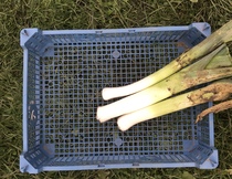Allotment/Veg Patch Thread 16  Weather weirdness prevails !