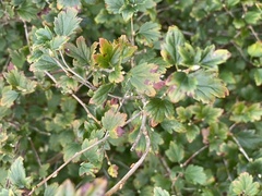 Can you identify my bush?