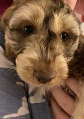 My puppy has no name - help