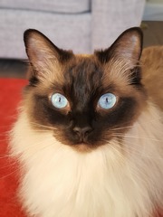 Cats. As they are so popular on here (usually), can I please ask...