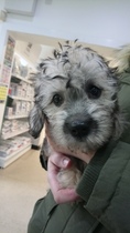 I want a puppy...spam me with pics instead please