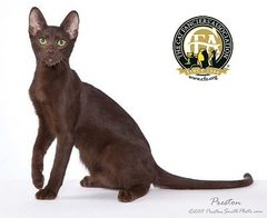 How different are Havanas from Siamese?