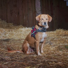 Dog DNA - any guesses?