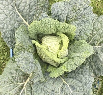 Allotment/Veg Patch Thread 16  Weather weirdness prevails !