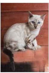Can’t work out if my cat is pedigree or not.