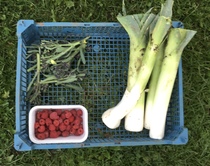 Allotment/Veg Patch Thread 16  Weather weirdness prevails !