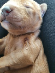 Any vets breeders around, please?!