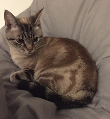 Can’t work out if my cat is pedigree or not.
