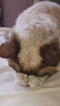 Could you please show me a really funny picture of your cat?
