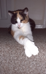 Guess the sex of the cat from their face thread
