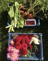 Allotment/Veg Patch Thread 16  Weather weirdness prevails !