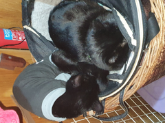 cat/kitten introductions - what next? how are we doing so far????