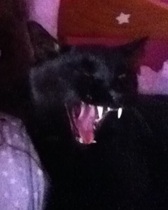 Could you please show me a really funny picture of your cat?