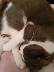 Show me your kitties