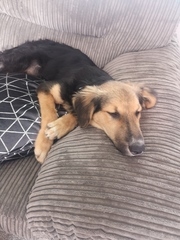 Anyone done a dna test on their dog?