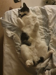 Could you please show me a really funny picture of your cat?