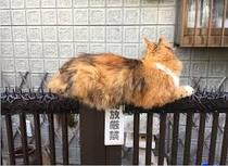 Keep your filthy disgusting cats at home!