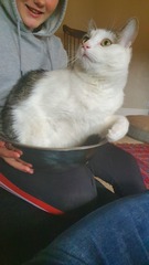 Keep your filthy disgusting cats at home!