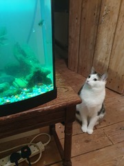 Keep your filthy disgusting cats at home!