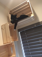 “It’s me or the cat!”
