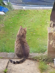 Thug cat part 3.  Unbidden guests are often welcomest when they are gone.