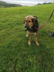 Anyone done a dna test on their dog?