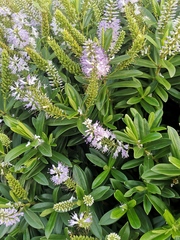 Hedge ID
